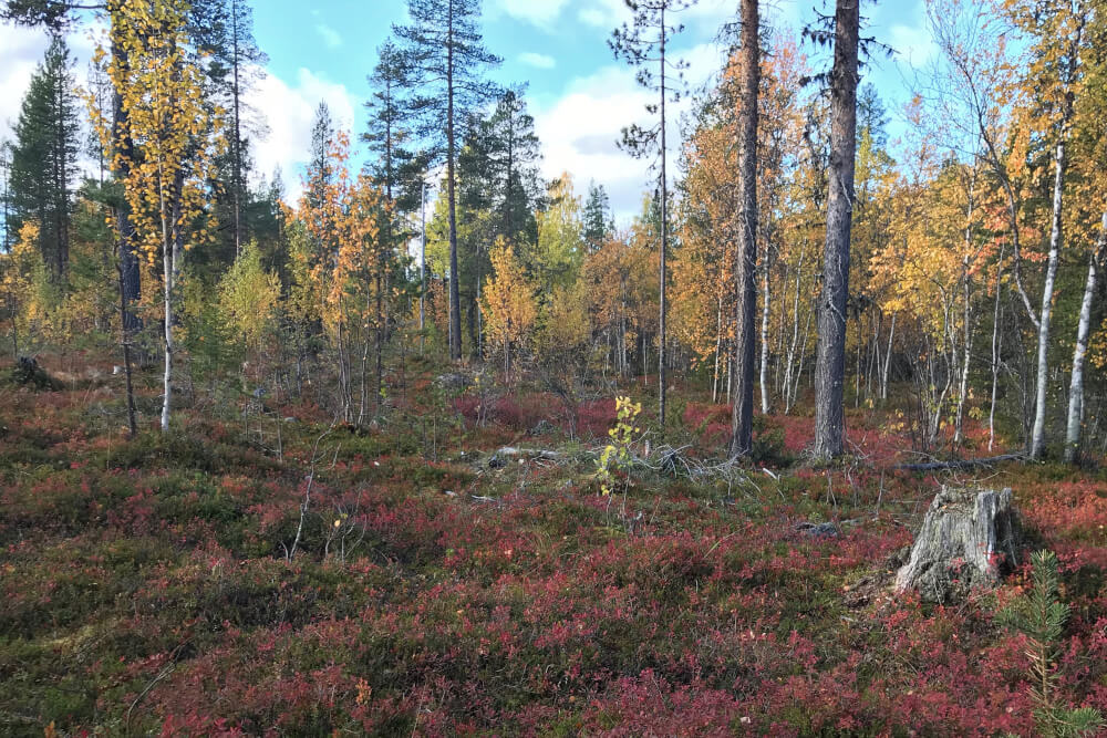 Wald zur Zeit von ruska in Levi, Finnisch-Lappland