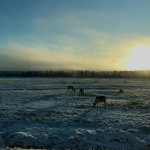 Rentierherde in Finnisch-Lappland im November
