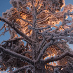 Schneebedeckter Baum in Finnisch-Lappland