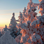 Schneebedeckte Bäume bei Saariselkä in Finnisch-Lappland