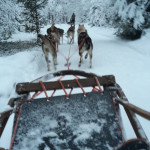Schlittenhundfahrt in Ivalo, Finnisch-Lappland