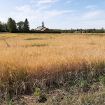 Getreidefeld in Tuomaala, Kokemäki, Finnland