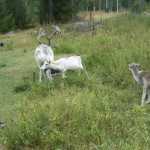 Flauschige Rentierkälber