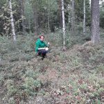 Blaubeersuche im Wald