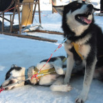 Schlittenhunde in Rovaniemi, Finnisch-Lappland