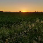 Sonnenuntergang über dem Kartoffelacker in Tuomaala, Kokemäki, Finnland