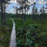 Sumpf im Vaskijärven Luonnonpuisto