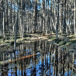 Wald auf Hietasaari